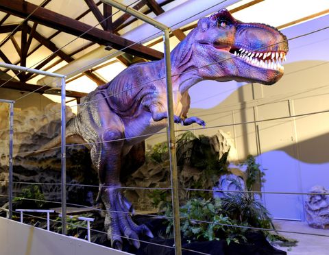 The Dinosaur Museum
